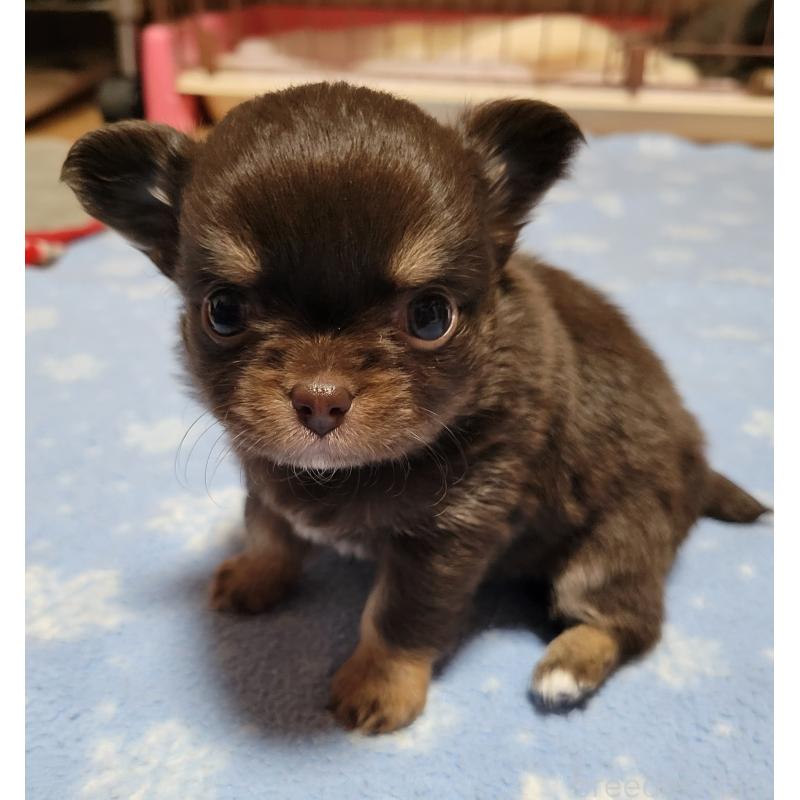 成約済の千葉県のチワワ(ロングコート)-424443の9枚目