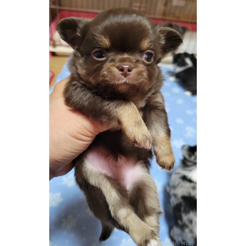 成約済の千葉県のチワワ(ロングコート)-424443の8枚目