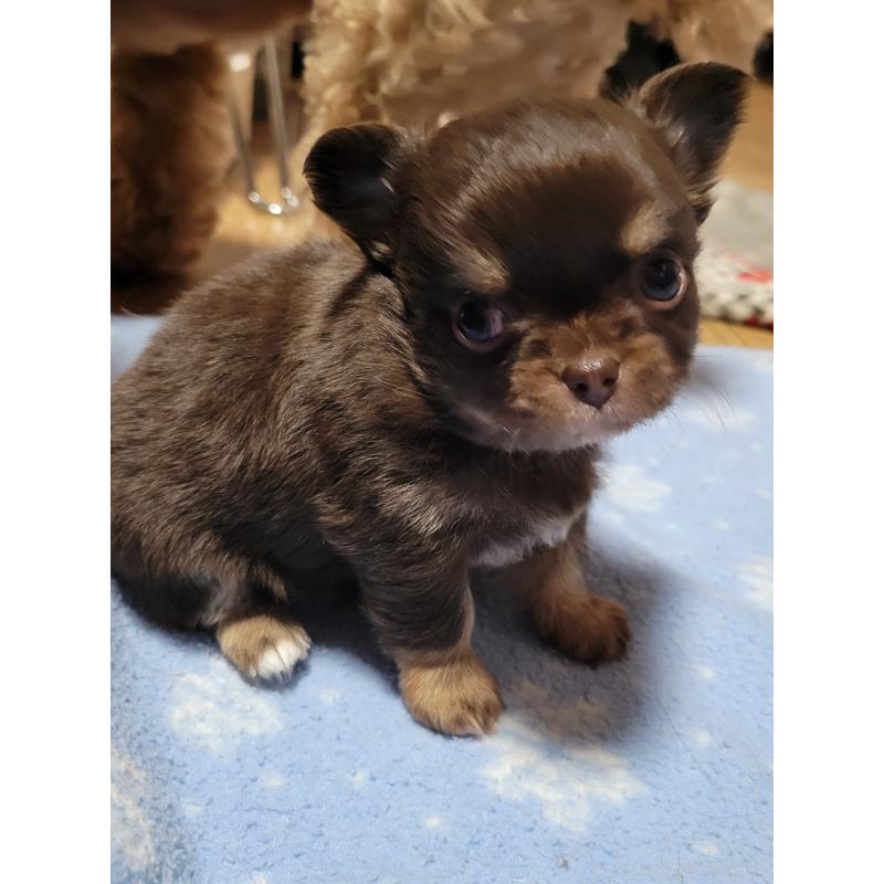 成約済の千葉県のチワワ(ロングコート)-424443の7枚目