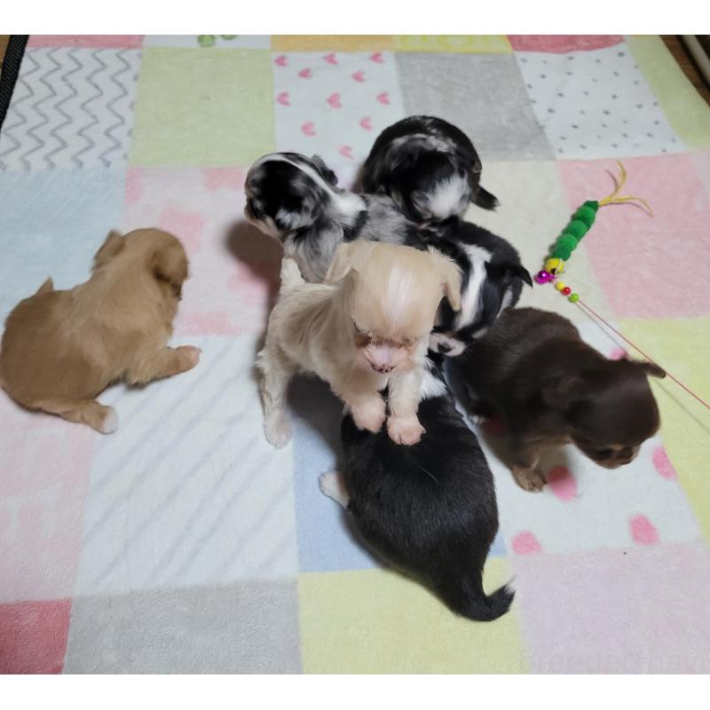 成約済の千葉県のチワワ(ロングコート)-424443の6枚目