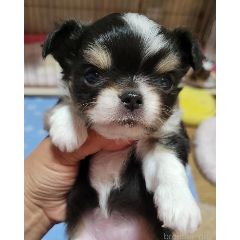 成約済の千葉県のチワワ(ロングコート)-424444の13枚目