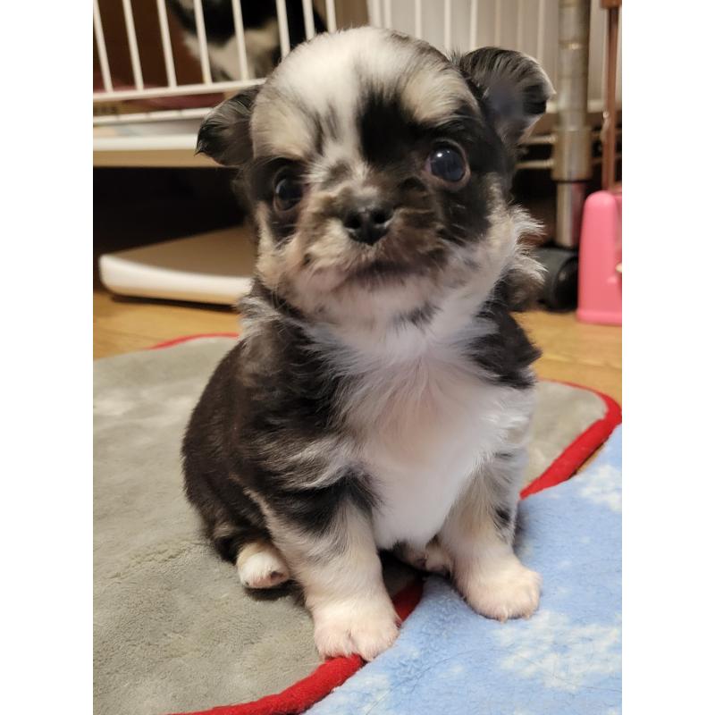 販売中の千葉県のチワワ(ロングコート)-424177の16枚目