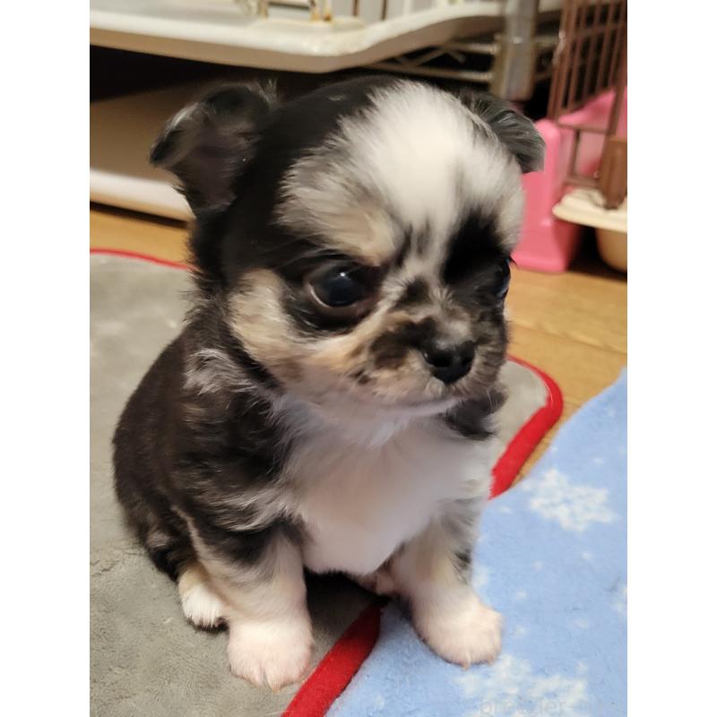 販売中の千葉県のチワワ(ロングコート)-424177の15枚目