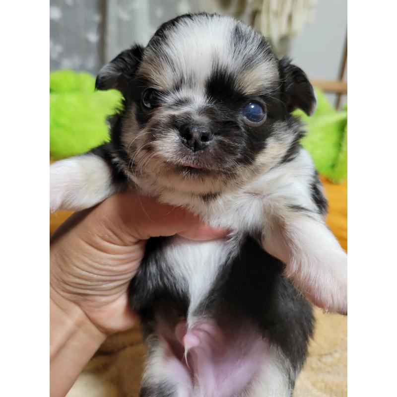 販売中の千葉県のチワワ(ロングコート)-424177の14枚目