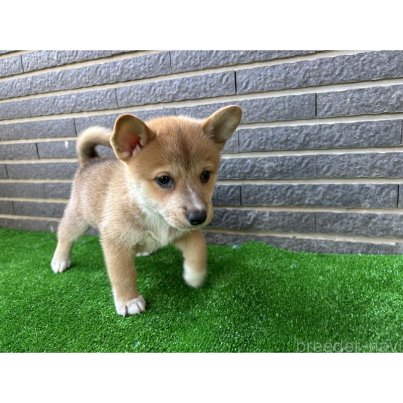 販売中の沖縄県のミックス犬-427893の3枚目