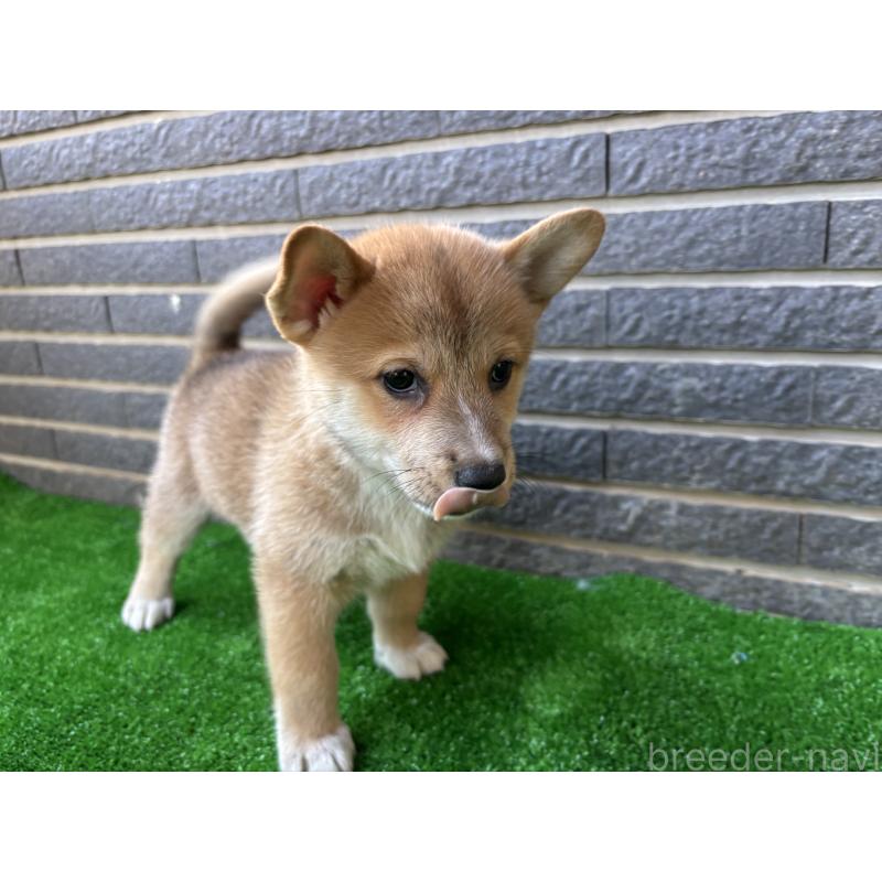 販売中の沖縄県のミックス犬-427893の2枚目