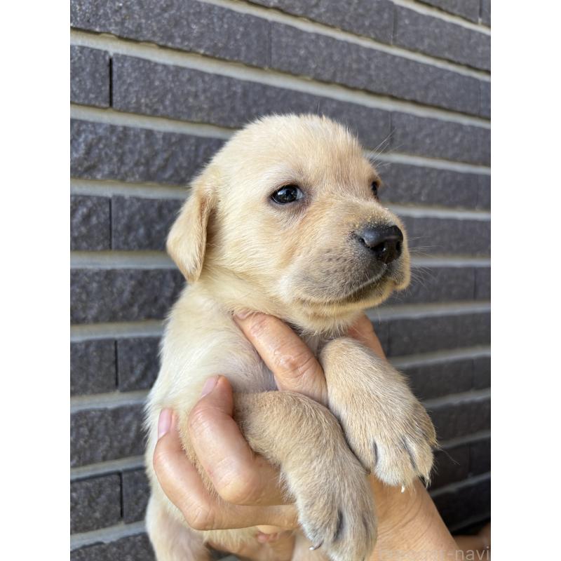 販売中の沖縄県のラブラドールレトリーバー-427894の3枚目