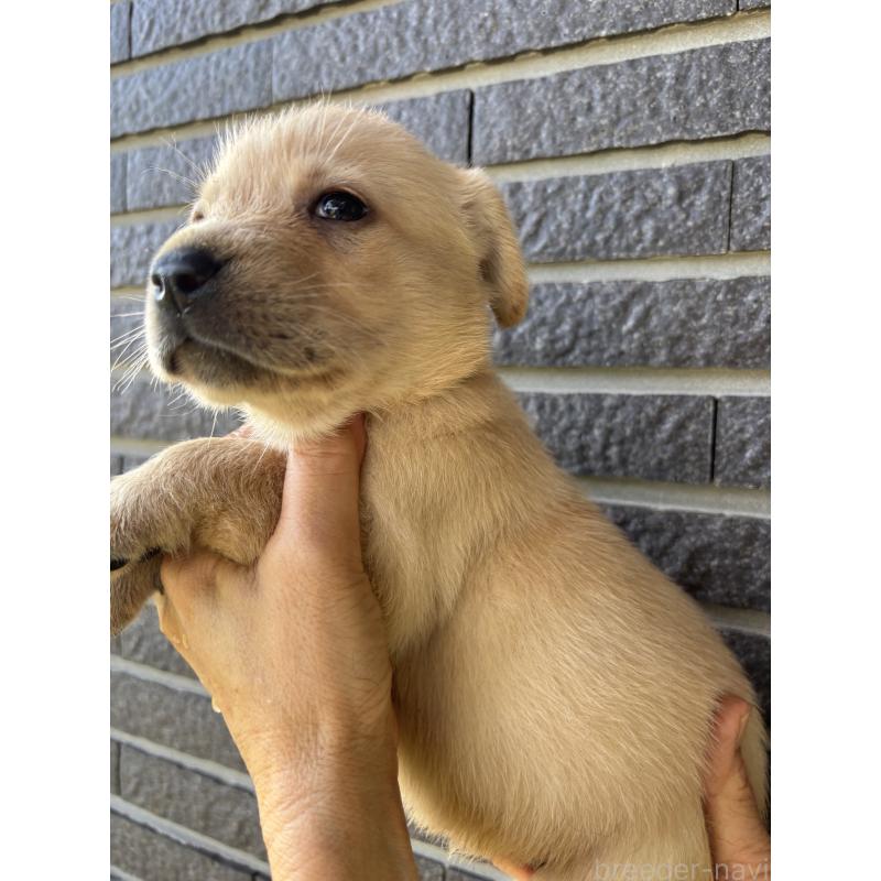 販売中の沖縄県のラブラドールレトリーバー-427894の2枚目