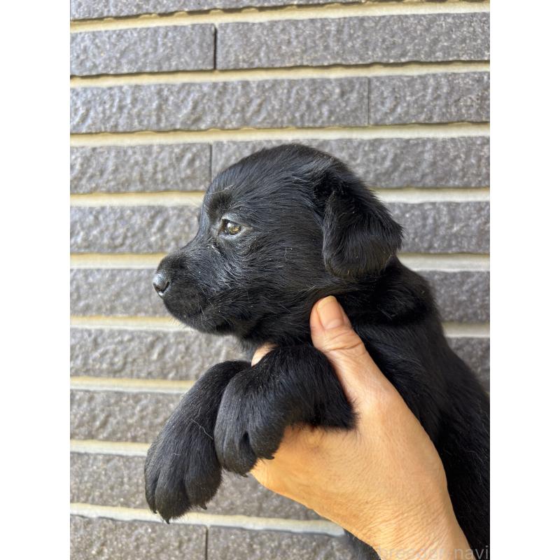 販売中の沖縄県のラブラドールレトリーバー-427895の3枚目