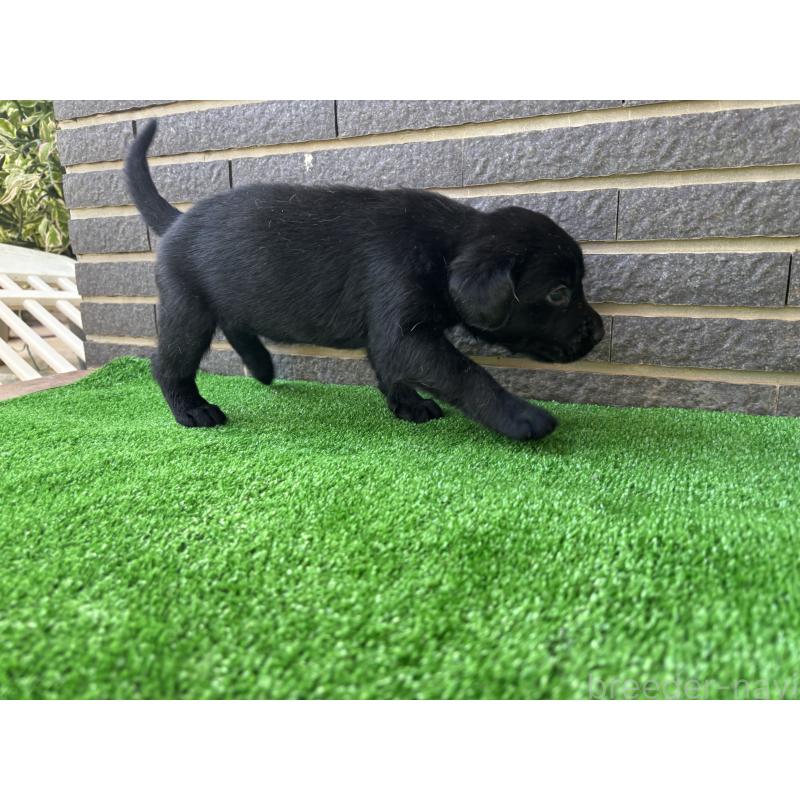 販売中の沖縄県のラブラドールレトリーバー-427895の2枚目