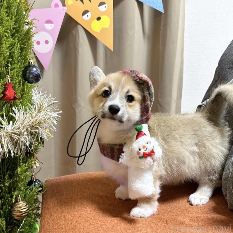 成約済の千葉県のウェルシュコーギーペンブローク-417559の5枚目