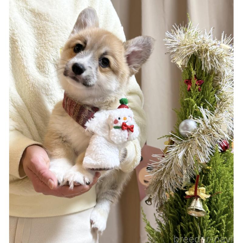 成約済の千葉県のウェルシュコーギーペンブローク-417559の4枚目