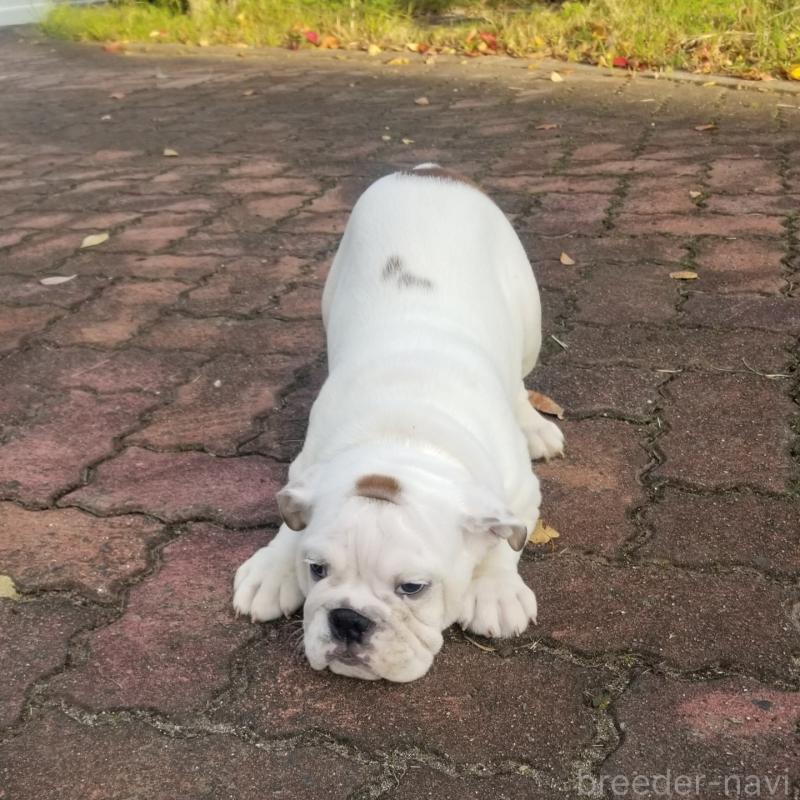 販売中の京都府のブルドッグ-424658