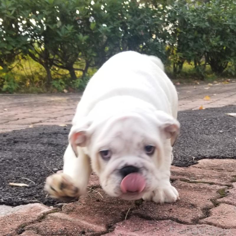 販売中の京都府のブルドッグ-424660