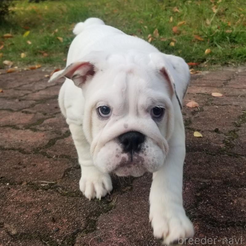 成約済の京都府のブルドッグ-424666の5枚目