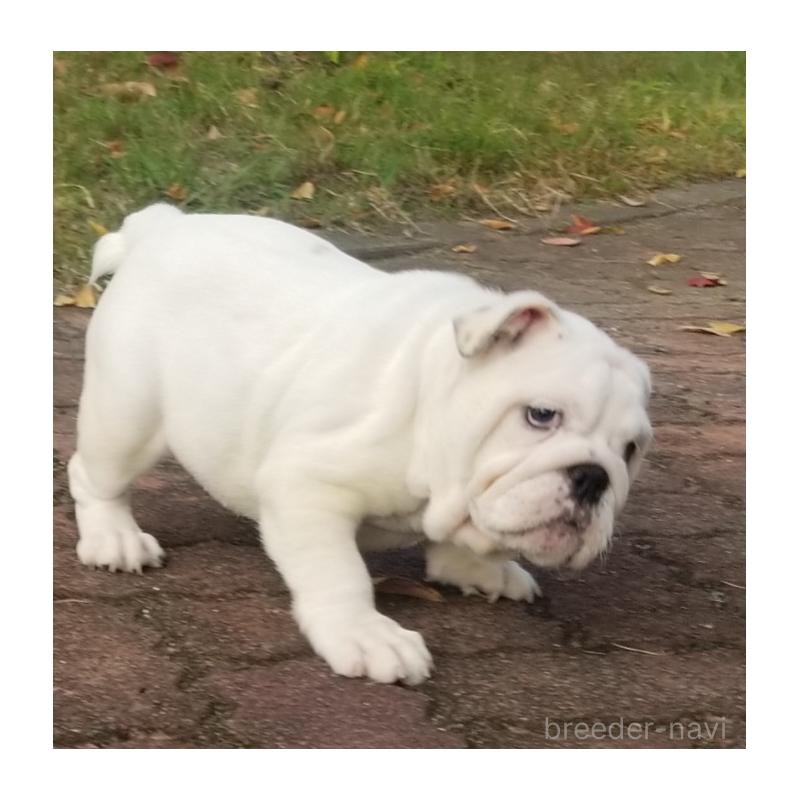 販売中の京都府のブルドッグ-424666