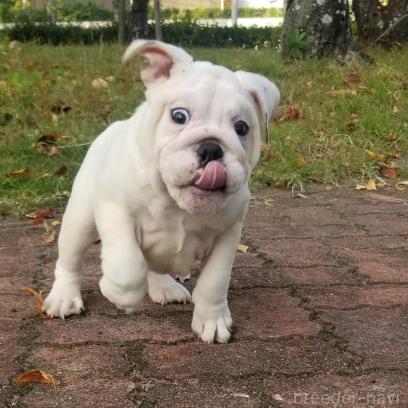 成約済の京都府のブルドッグ-424666の2枚目