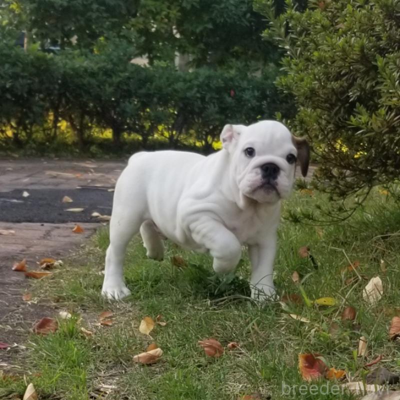 販売中の京都府のブルドッグ-424670