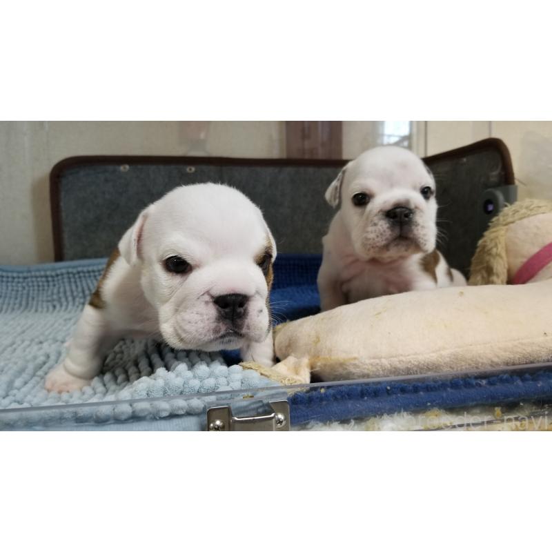 販売中の京都府のブルドッグ-427899の8枚目