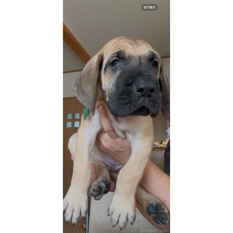 販売中の佐賀県のグレートデン-424570の8枚目