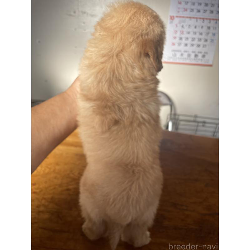 販売中の埼玉県のゴールデンドゥードル:ゴールデンレトリーバー×プードル-427897の3枚目