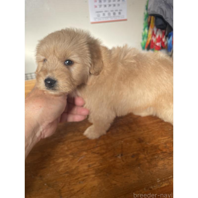 販売中の埼玉県のゴールデンドゥードル:ゴールデンレトリーバー×プードル-427897の2枚目
