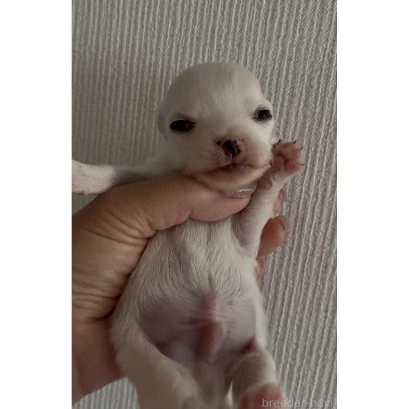 販売中の北海道のチワワ(ロングコート)-427898の4枚目