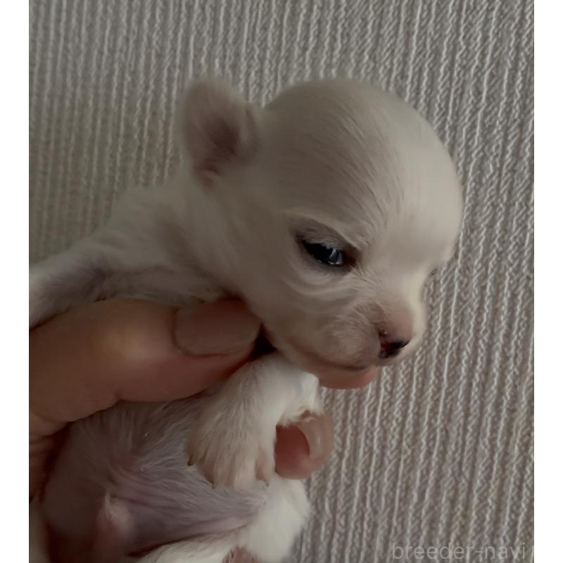 販売中の北海道のチワワ(ロングコート)-427898の3枚目