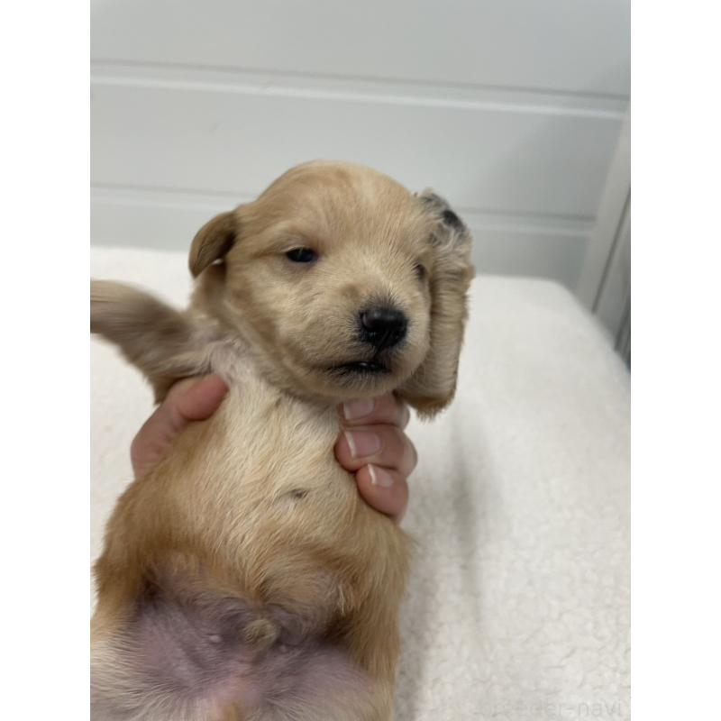 販売中の千葉県のミックス犬-427900の4枚目