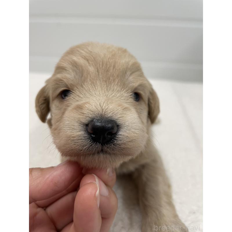 販売中の千葉県のミックス犬-427900の3枚目