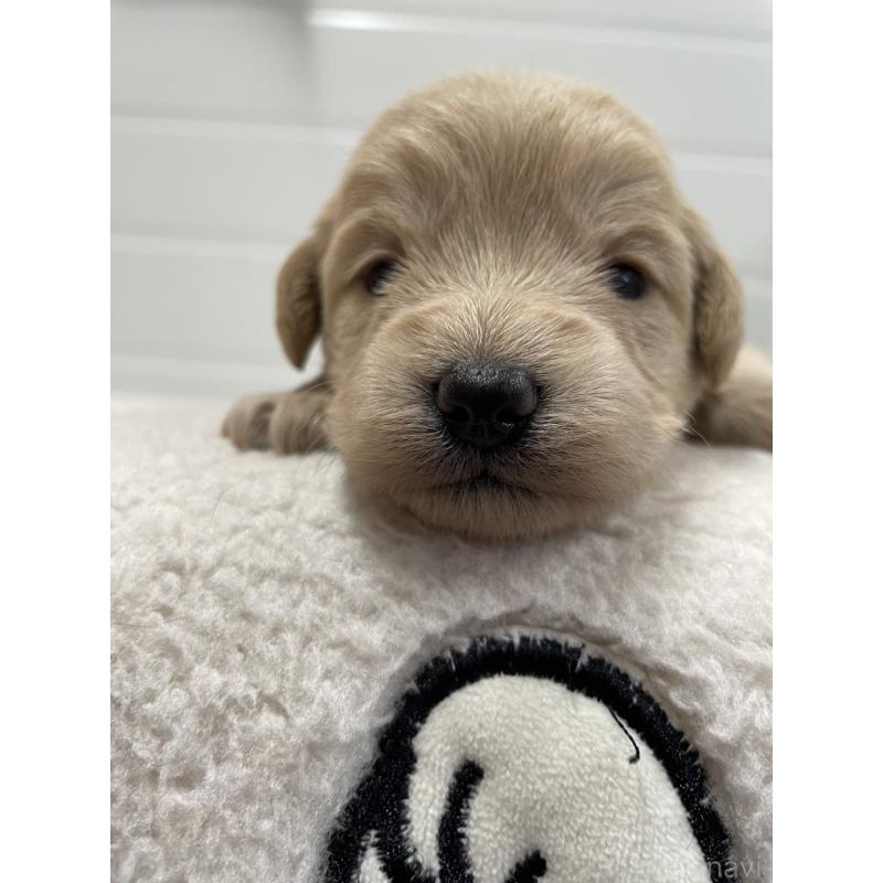 販売中の千葉県のミックス犬-427900の2枚目