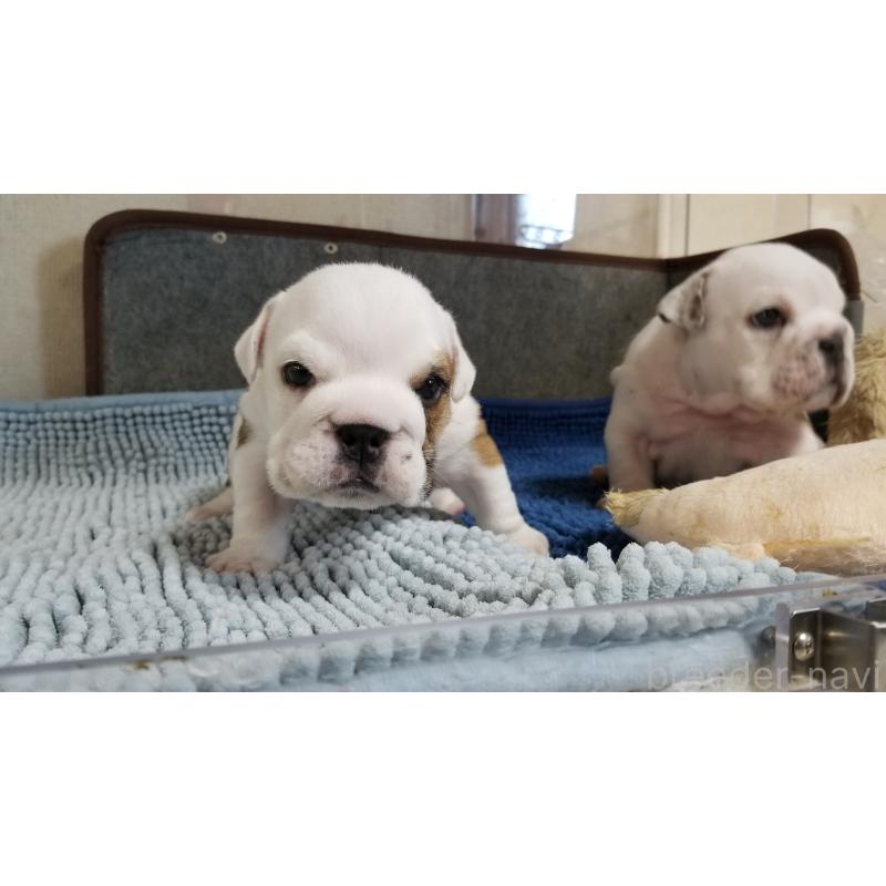 販売中の京都府のブルドッグ-427905の10枚目