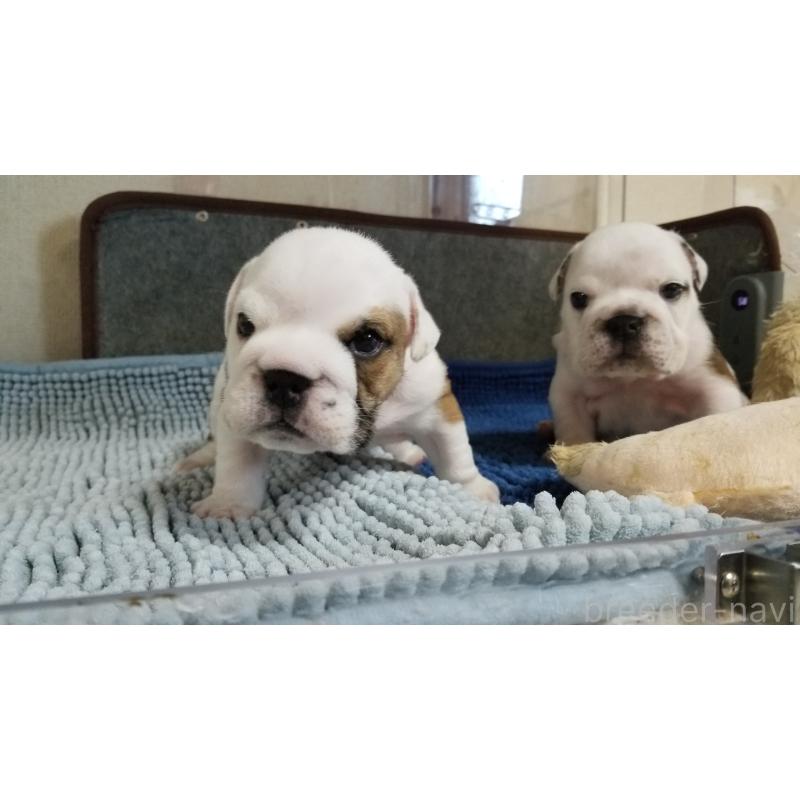 販売中の京都府のブルドッグ-427905の9枚目