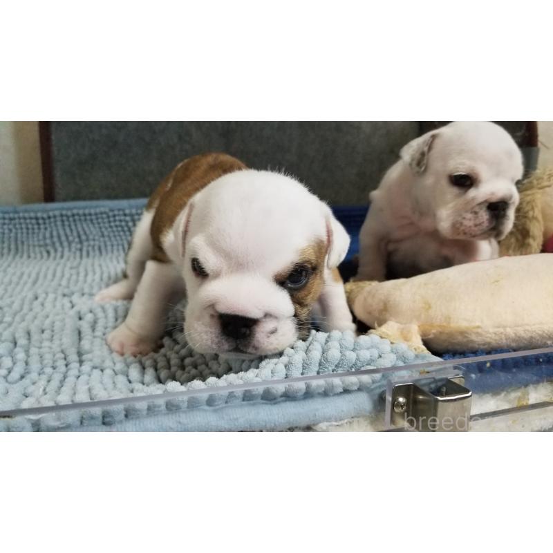 販売中の京都府のブルドッグ-427905の8枚目