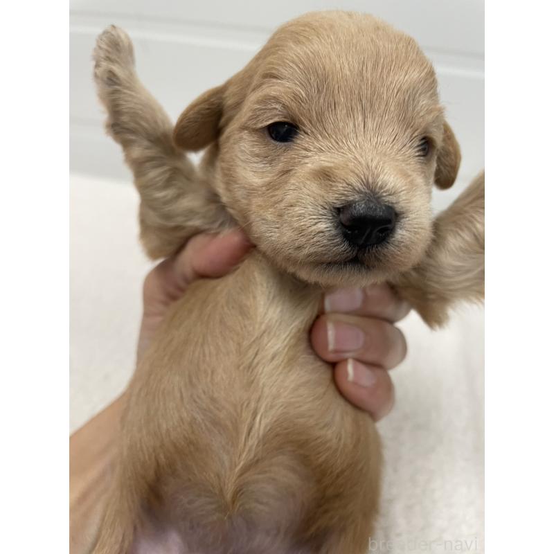 販売中の千葉県のミックス犬-427901の3枚目