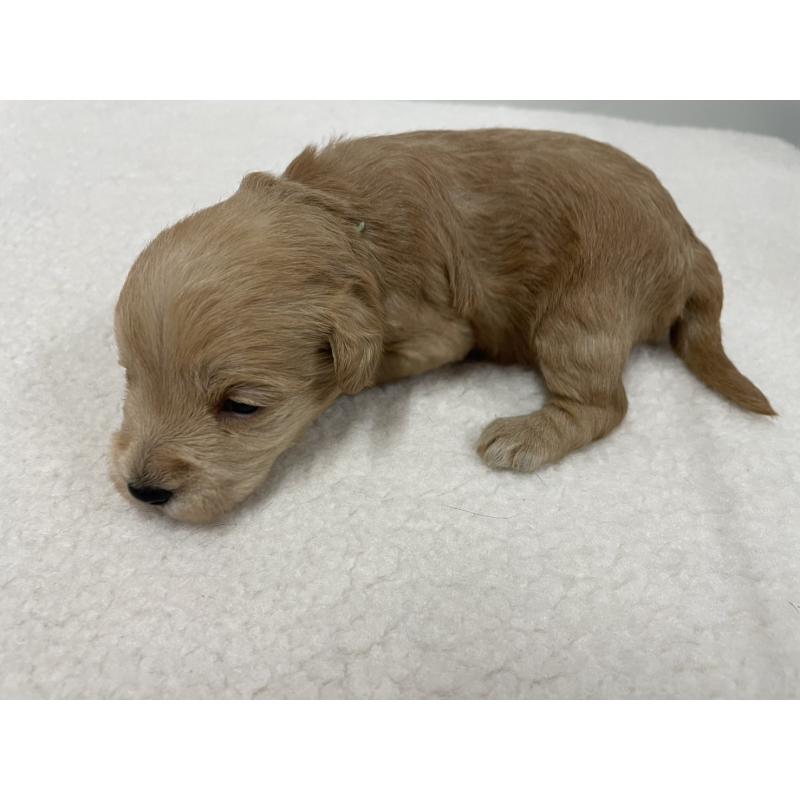 販売中の千葉県のミックス犬-427901の2枚目