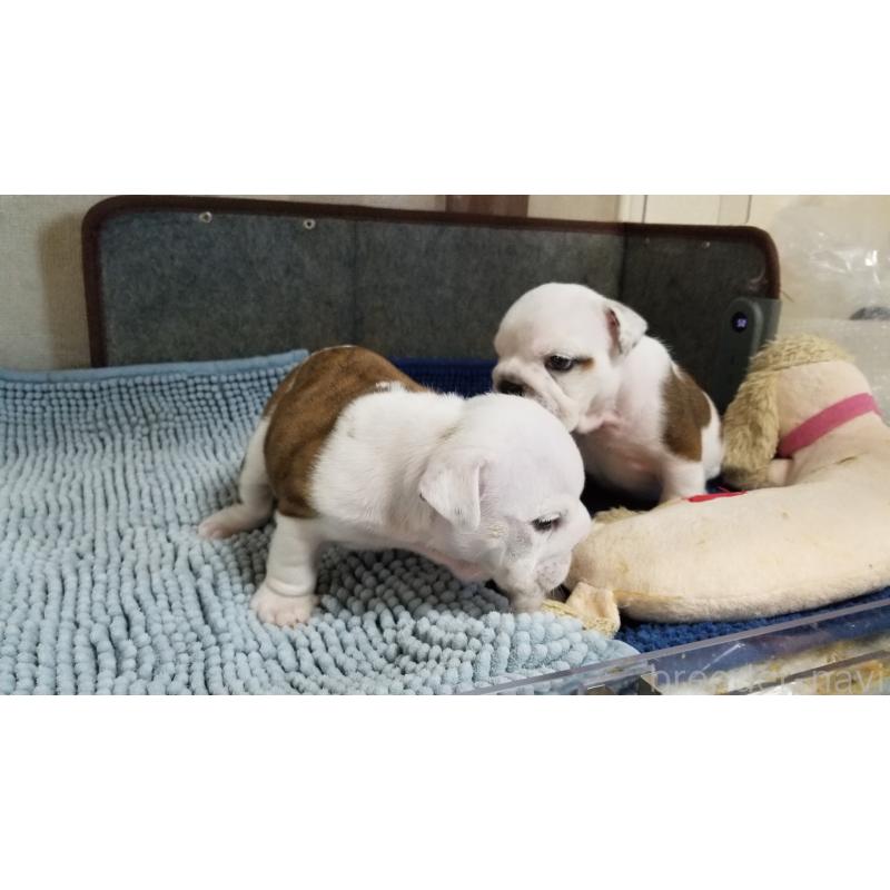 販売中の京都府のブルドッグ-427905の6枚目