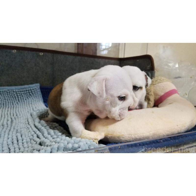 販売中の京都府のブルドッグ-427905の5枚目