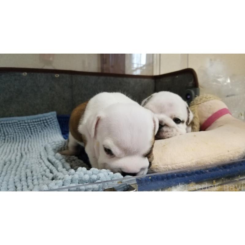 販売中の京都府のブルドッグ-427905の4枚目