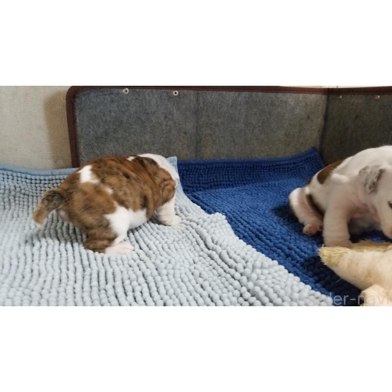 販売中の京都府のブルドッグ-427905の3枚目