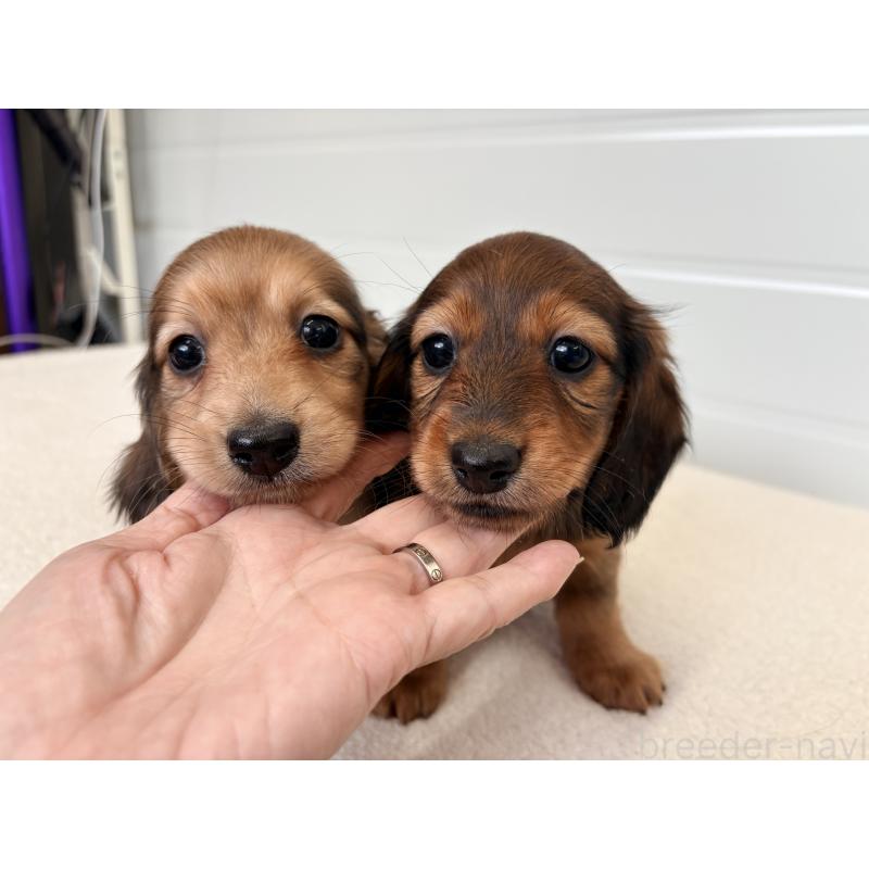 販売中の千葉県のカニンヘンダックスフンド(ロングヘアード)-427903の5枚目