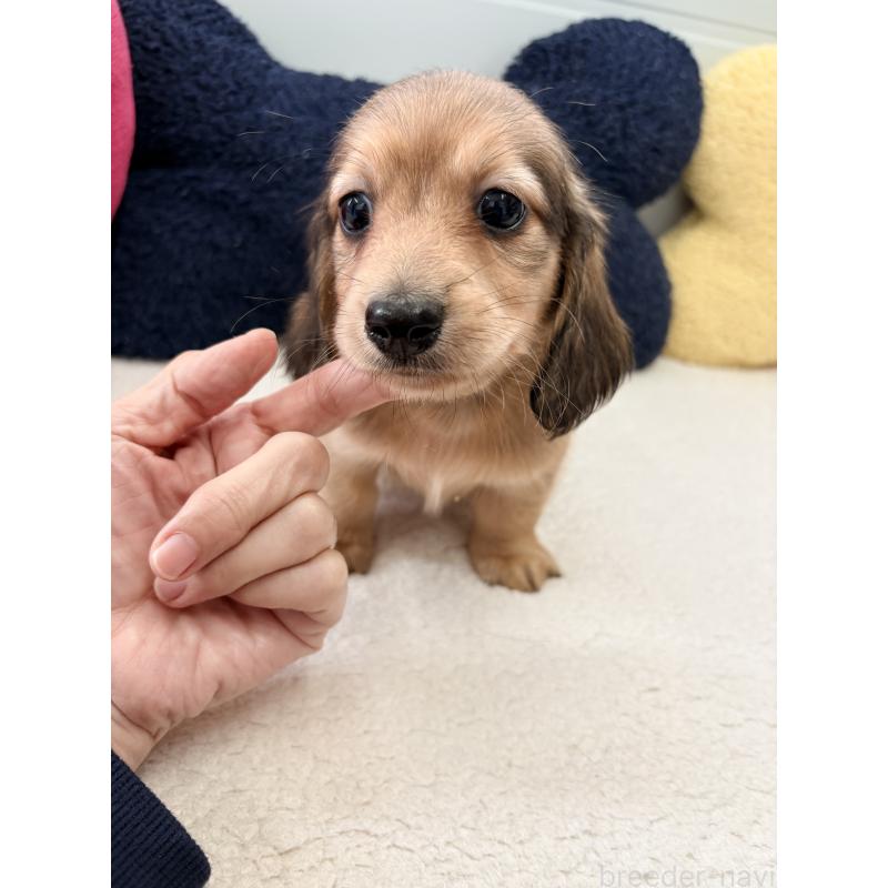 販売中の千葉県のカニンヘンダックスフンド(ロングヘアード)-427903の4枚目