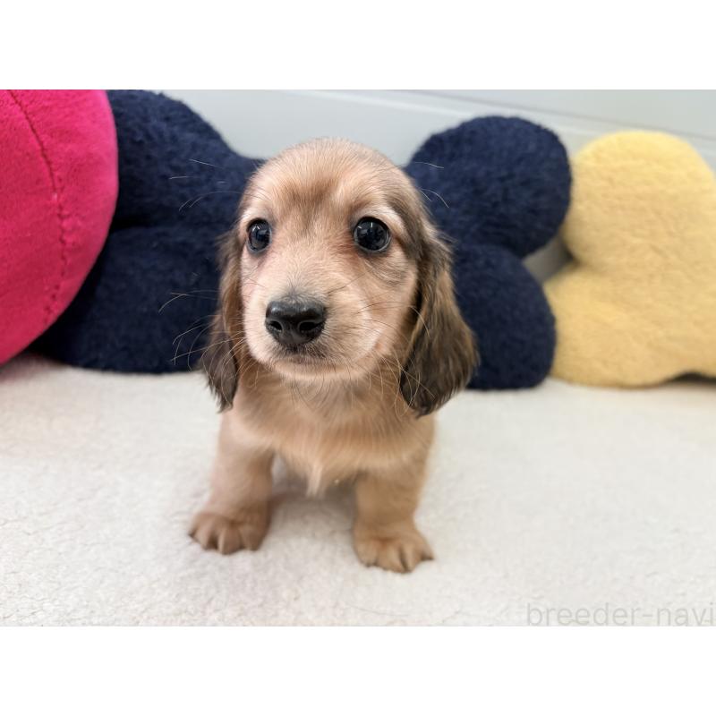 販売中の千葉県のカニンヘンダックスフンド(ロングヘアード)-427903の3枚目