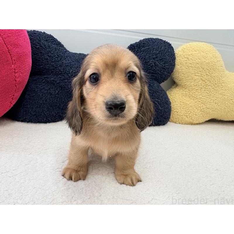 販売中の千葉県のカニンヘンダックスフンド(ロングヘアード)-427903の2枚目