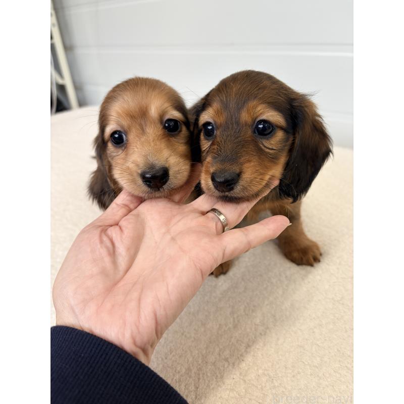 販売中の千葉県のカニンヘンダックスフンド(ロングヘアード)-427904の7枚目