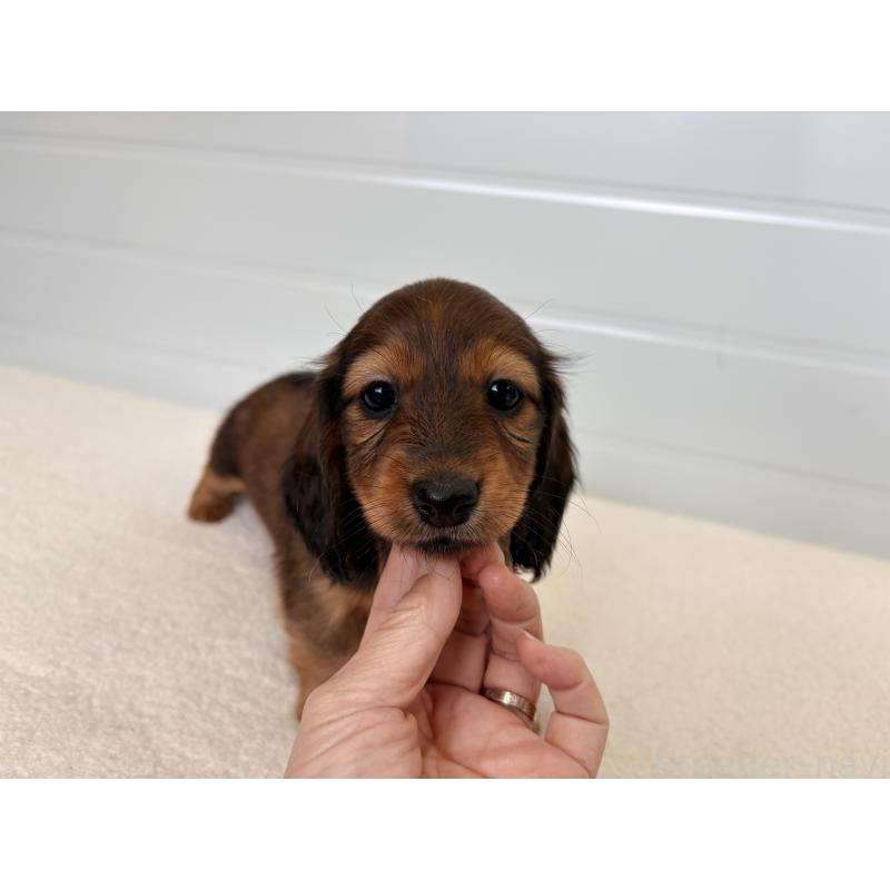 販売中の千葉県のカニンヘンダックスフンド(ロングヘアード)-427904の6枚目
