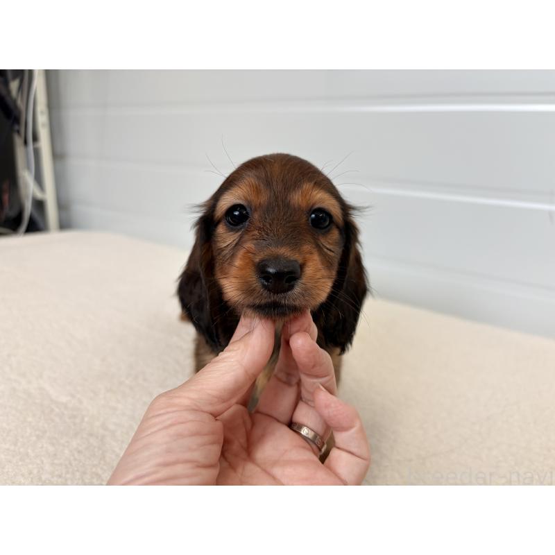 販売中の千葉県のカニンヘンダックスフンド(ロングヘアード)-427904の5枚目