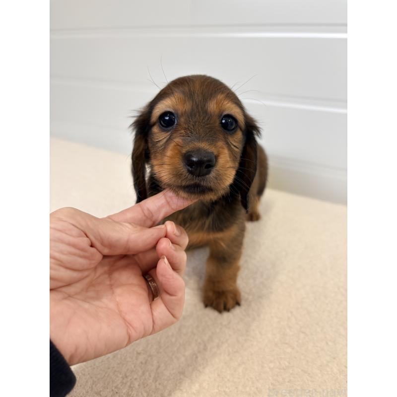 販売中の千葉県のカニンヘンダックスフンド(ロングヘアード)-427904の4枚目