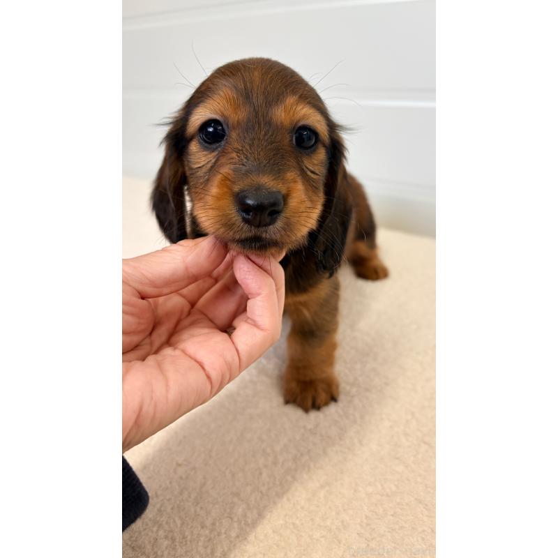 販売中の千葉県のカニンヘンダックスフンド(ロングヘアード)-427904の3枚目