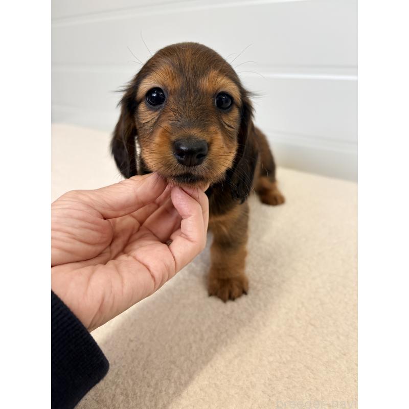 販売中の千葉県のカニンヘンダックスフンド(ロングヘアード)-427904の2枚目